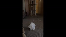 Puppy playing with cat toy