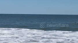 A Flock of Birds in ocean at Dewey Beach, Delaware