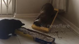 Catnip