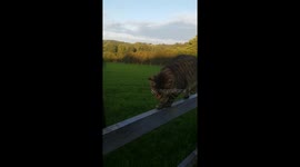 Don't grab my tail goat and cat fun