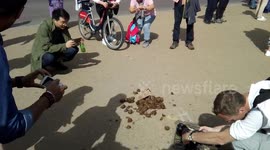 Brexshit with horse dung - March for Brexit