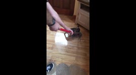 Puppy sabotages owners attempts at mopping floor
