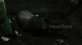 Tapir Rescued After Getting Stuck in Fish Pond
