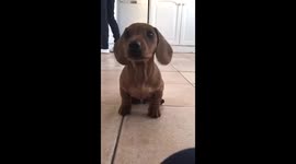 Cutest Dachshund Puppy Sausage Dog in Training!