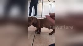 Newsflare Edit - Cutest Dachshund Puppy Sausage Dog in Training!