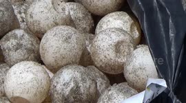 Rescue Sea Turtle eggs from dog attack and illegal sales
