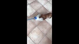 Cutest Sausage Dog Stopping His Owners Mop The Floor!