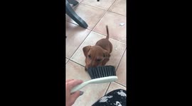 Naughty little sausage dog puppy running off with the brush!