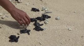 Hundreds of baby sea turtles and hawksbill released to the sea in Indonesia