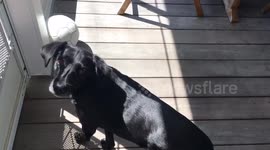 Doggo's last swim of summer