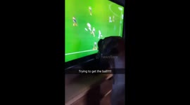 Quality boxer