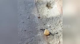 Newsflare Edit - Pug Vs ants