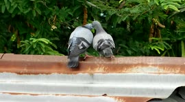 bird love life/bird breeding in natural environment