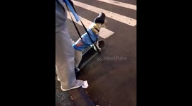 Rollerblading NYC top dog