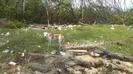 Stray puppy looks for food in hurricane debris in Nassau