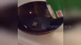 Newsflare Edit - When you have to be an adult and buy your own milk!