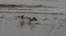 Seagull catches eel by the Thames