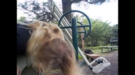 South Korea. Corea del Sur. Jeju. Jeju-Si. Up side down, exercise machine in a park. 2015