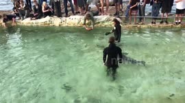 Great white shark in Sydney swimming pool.