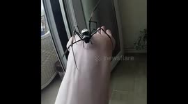 Tarantuladan handles giant Orb-Weaver