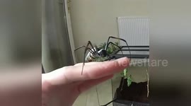 Newsflare Edit - Tarantuladan handles giant Orb-Weaver