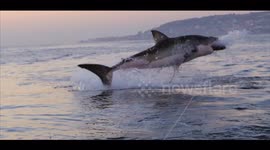 FULL Great White Shark BREACH!