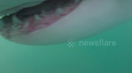 Footage shows the inside of a shark's mouth