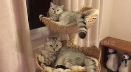 Cat brothers are bedtime buddies