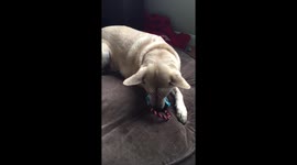 Old mamma dog doesnt share.