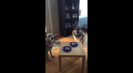 Birthday Dog