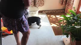 French bulldog attacking vacuum cleaner