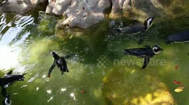 Happy feet swimming