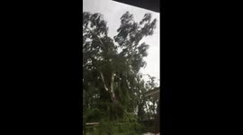 HURRICANE IRMA takes down +90ft tree