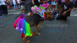 Decked Out Dog at Charlotte North Carolina Gay Pride Festival