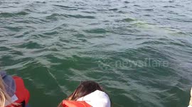 Belugas in churchill