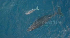 Drone Captures Gorgeous Video of a baby Whale And Its Mother
