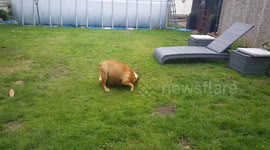 English vs French bulldogs