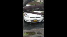 Tree falls and destroys car during Hurricane Irma in Doral, Florida