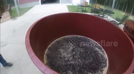 Dumping Grape Pulp