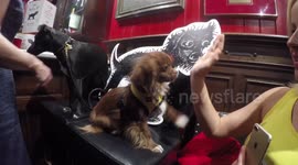 Cute Dog High 5's