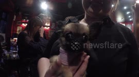Cute Dogs Attend Nineteen 87 Dog Food Event