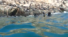 Crazy Swim with sealions Palamino Islands Peru
