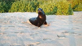 Galapagos big male sealion charging into water at sunset