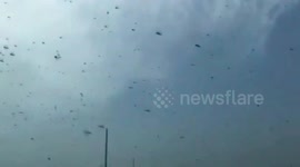 Farmers battle swarm of locusts in northern China