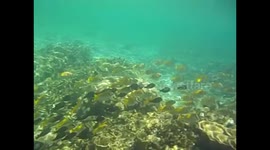 Philippines. Palawan. Filipinas. Bacuit archipelago. El Nido (5) Underwater video, coral and fishes . 2015
