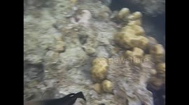 Philippines. Palawan. Filipinas. Bacuit archipelago. El Nido (7) Attacked by a fish. 2015