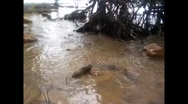 Philippines. Palawan. Filipinas. Bacuit archipelago. El Nido (10) Small fishes having sunbath and jumping. 2015