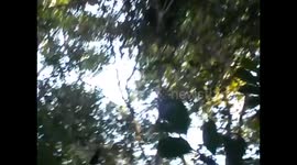 Madagascar. Andasibe. Natural Park. 2015 (1) Long tail lemurs
