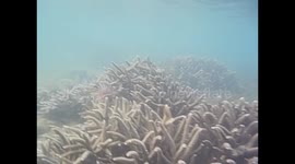 Madagascar. Foulpointe. Snorkel, coral and lion fish. 2015