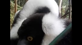 Madagascar. Ivoloina. Zoo park. White and black lemurs. Parque Zoológico. Lemures blanco y negro. 2015
